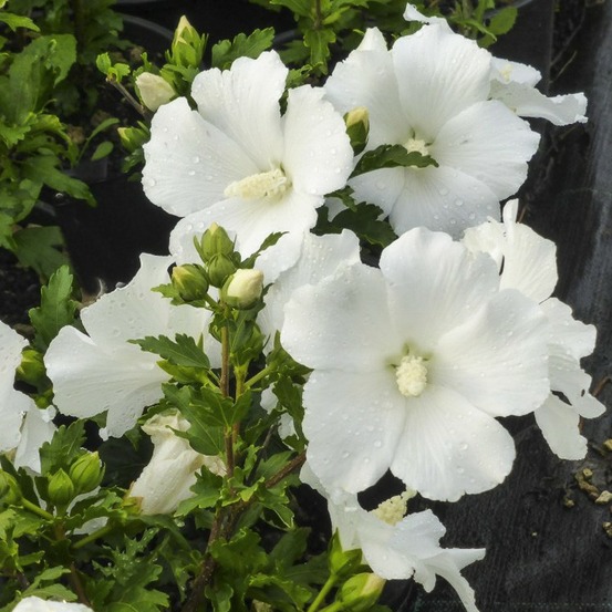 Mauve en arbre 'eléonore' pot de 7,5l/10l