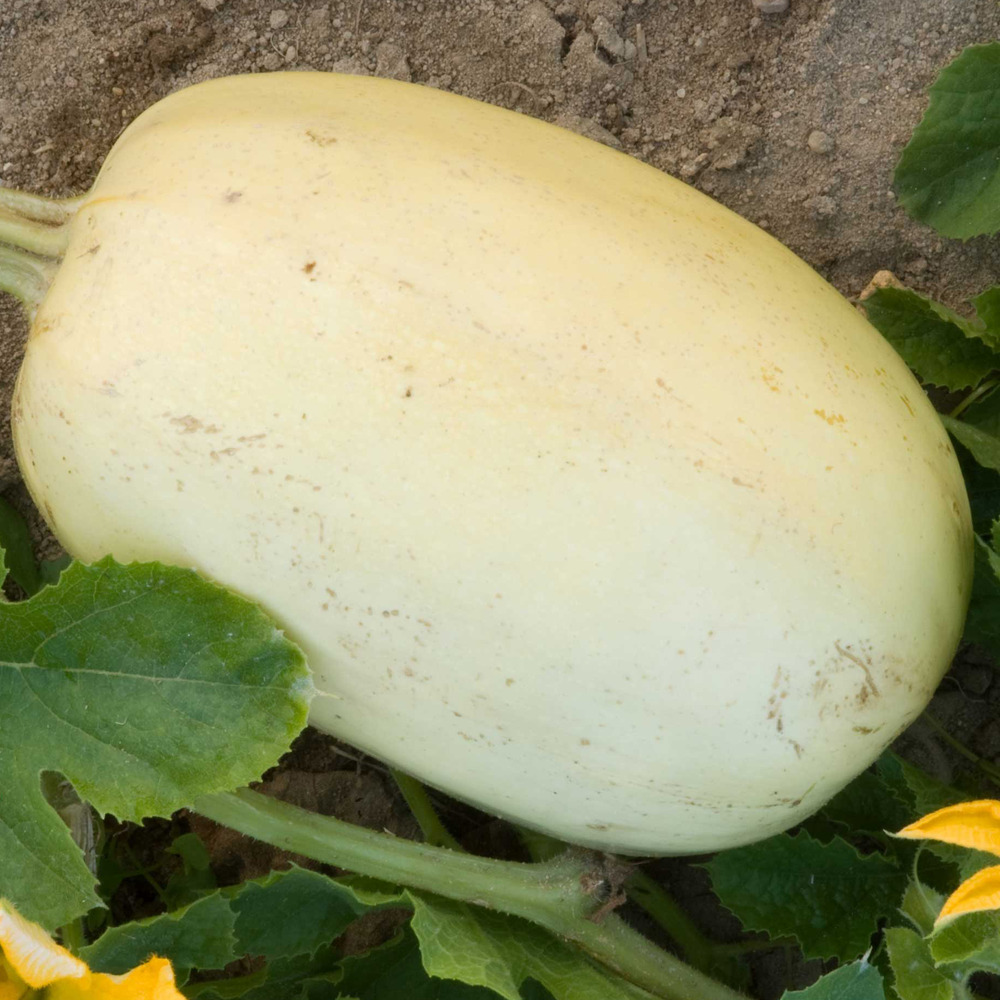 Courgette spaghetti le sachet de 12 ? 15 graines environ (2g)