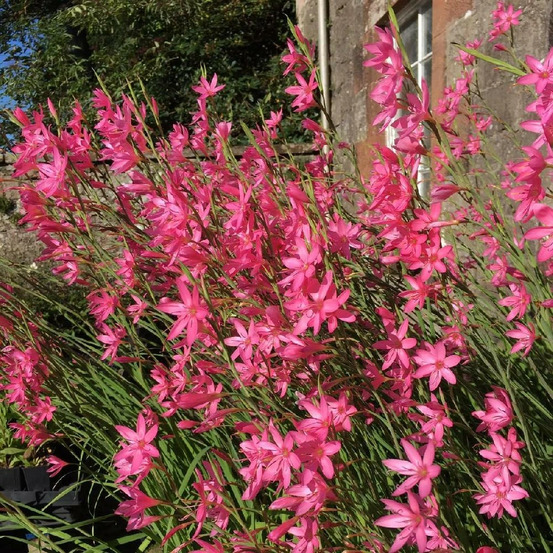 Lis des cafres pink butterflies® lot de 3 godets