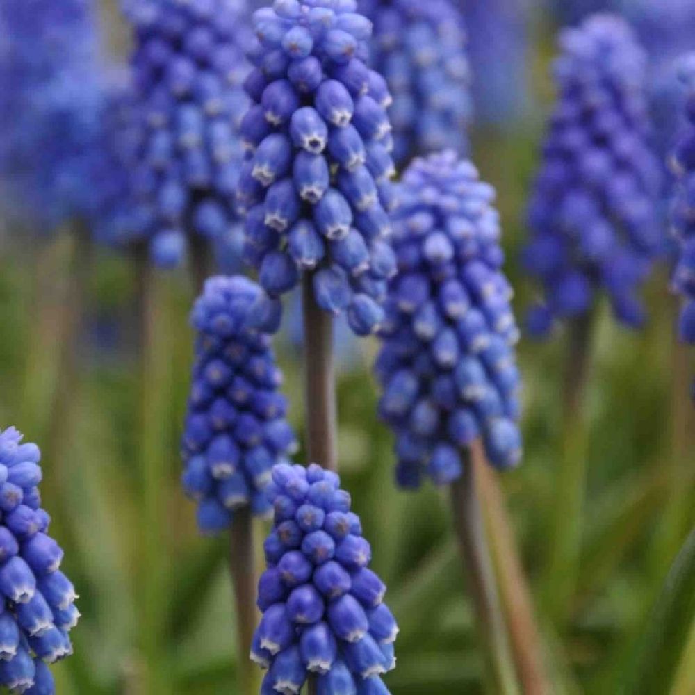 Muscari 'dark eyes' bulbe calibre 6+ (par 15)