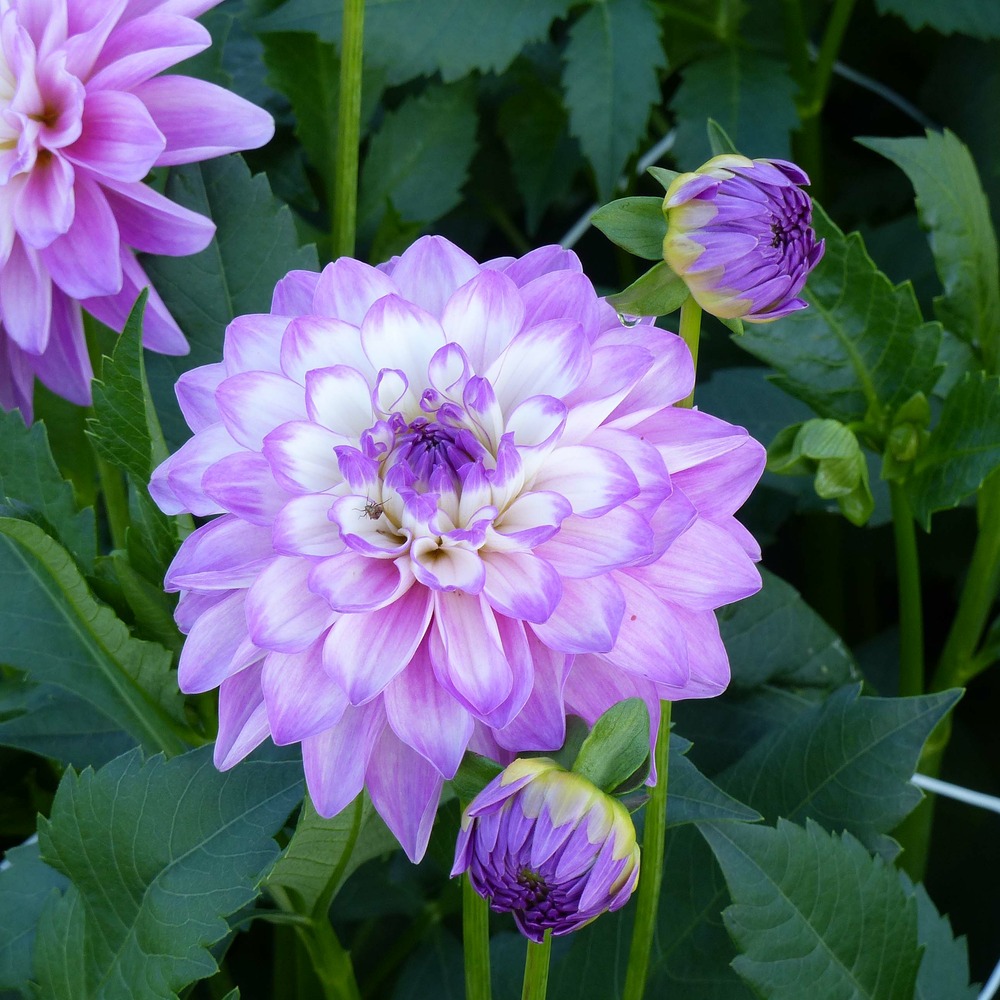 Dahlia décoratif 'blue wish' bulbe calibre i