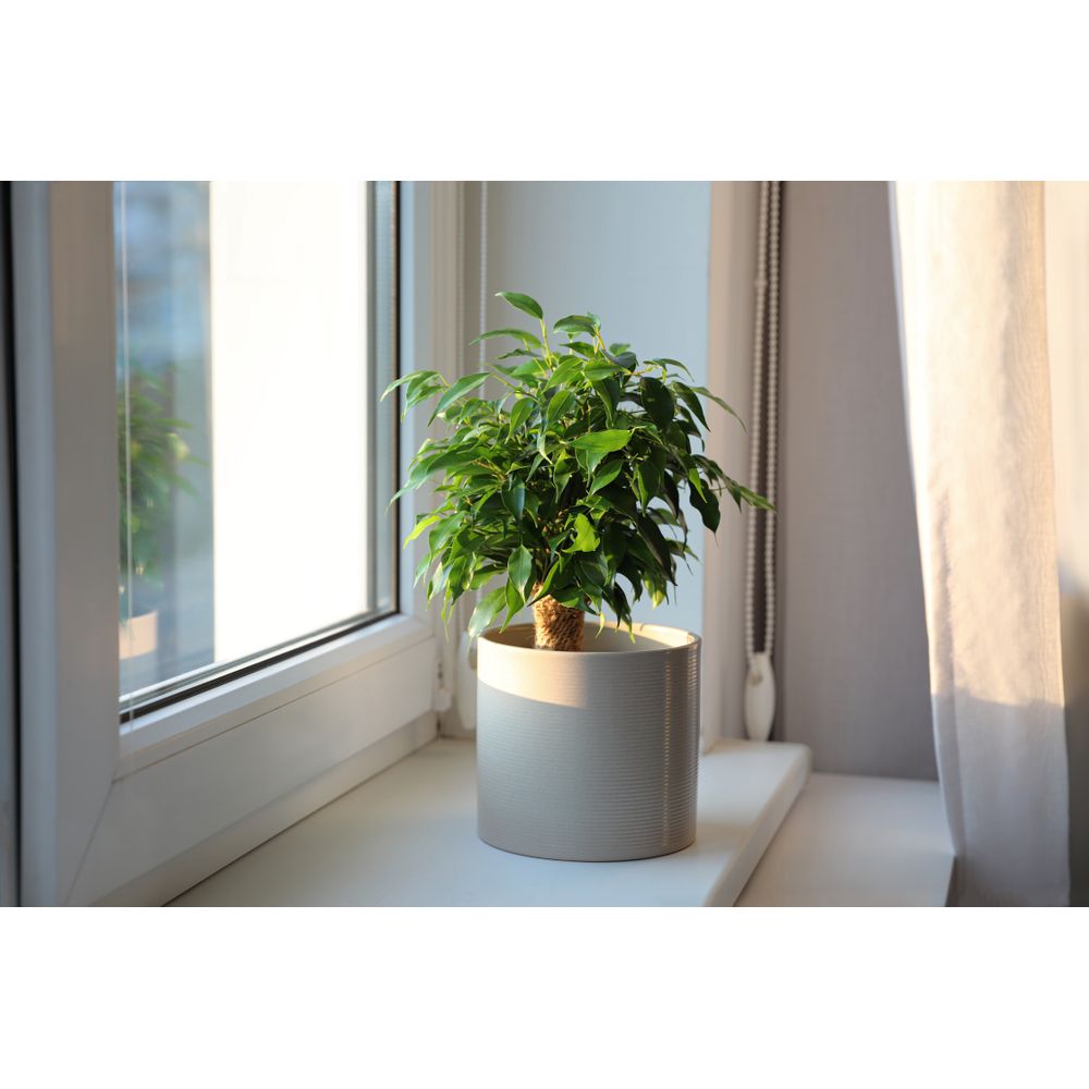 Ficus Benjamina Panaché 'Kinky' – Figuier Pleureur Panaché En Pot 14 Cm, Plante D'Intérieur Élégante