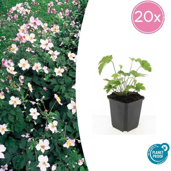Anémone du japon 'robustissima' x20 – entre 1,25 et 1,67m2
