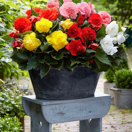 6 bégonias multiflora non stop en mélange - le sachet de 6 bulbes / circonférence 3-5cm