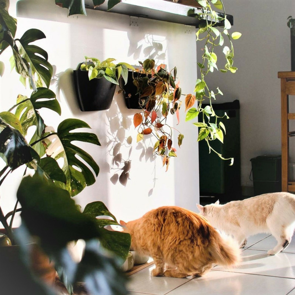 Pack de 3 pots muraux citysens noirs avec arrossage manuel