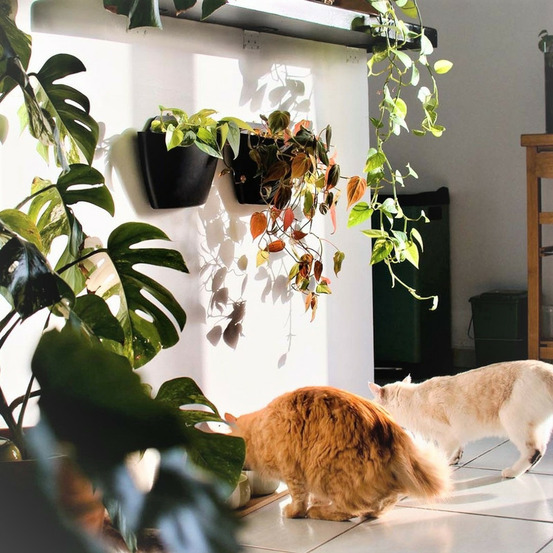 Pack de 3 pots muraux citysens noirs avec arrossage manuel