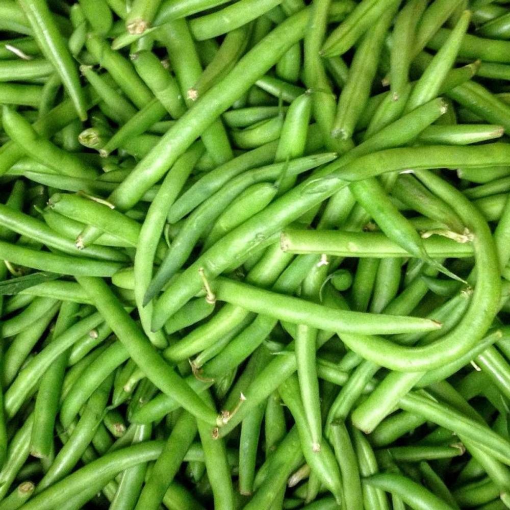 Graines de haricot nain mangetout contender - vilmorin sachet