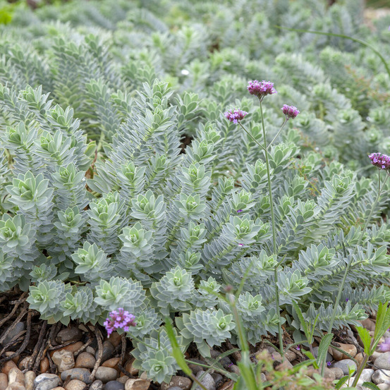 Euphorbe de corse - le pot / ø 9cm