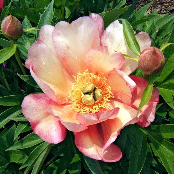 Pivoine itoh 'julia rose' souche 3/5 yeux