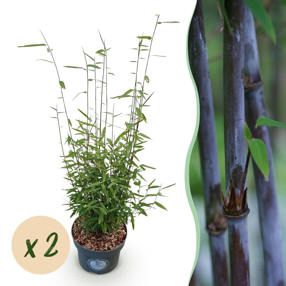 Bambou fargesia black dragon - lot de 2 - pot 23 cm - hauteur 80 cm