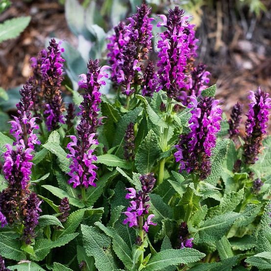 Sauge des bois 'bumbleberry' godet de 8/9 cm