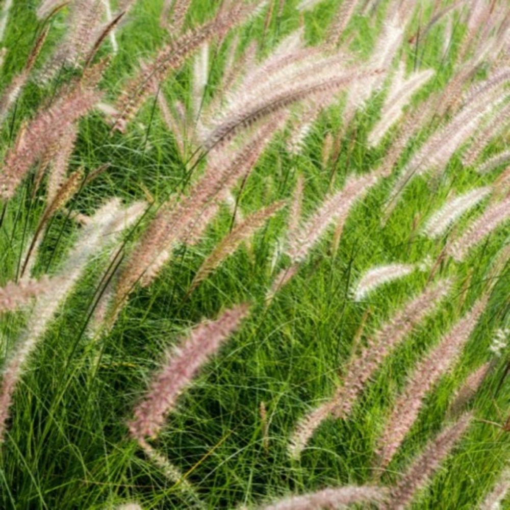 3 herbes aux écouvillons 'karley rose' (pennisetum karley rose)