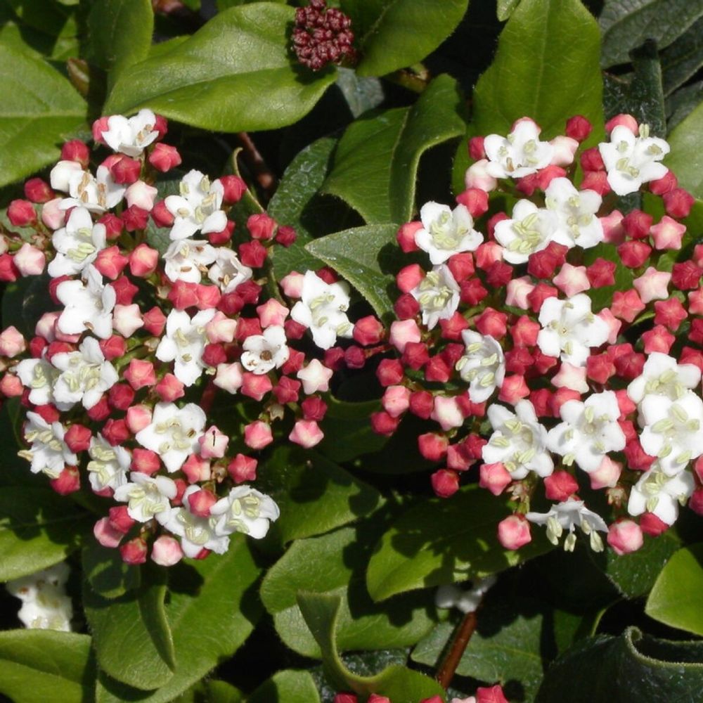 Viorne, laurier tin gwenllian, viburnum pot de 3l - 40/60 cm