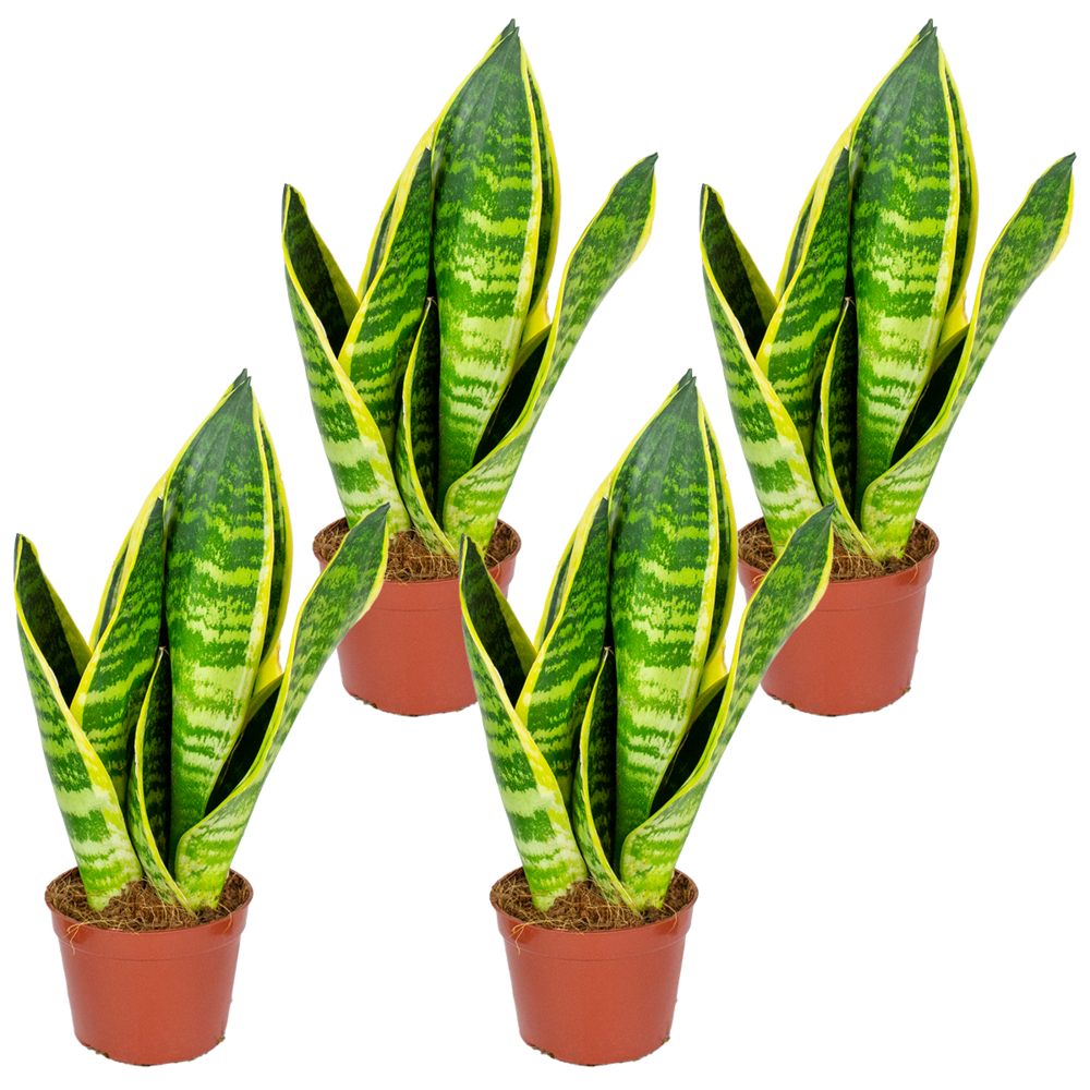 Sansevieria 'superba' lot de 4 - plante d'intérieur et pot ⌀9 cm - ↕35 cm