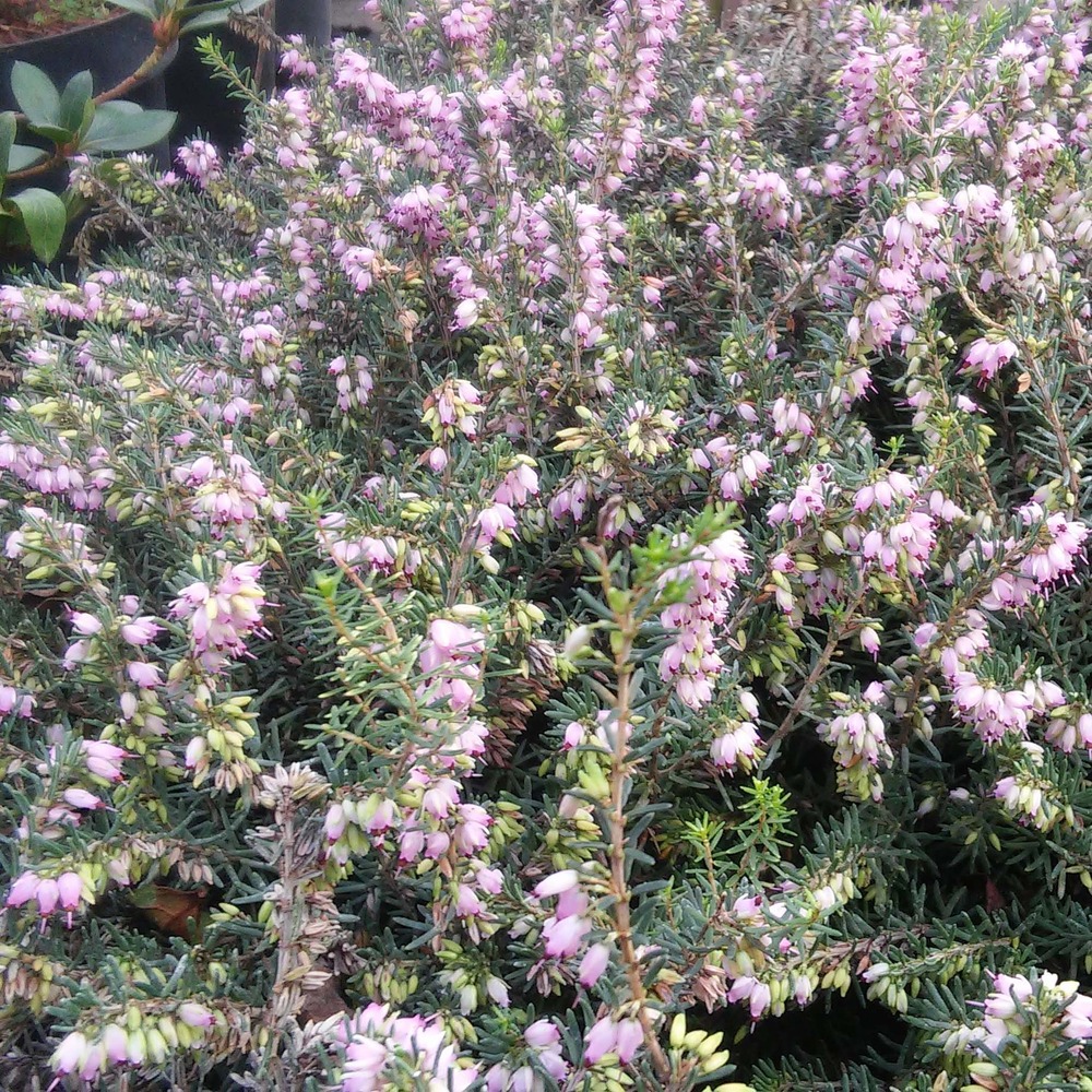 Erica darleyensis darley dale - bruyère d'hiver pot de 1l/1,5l