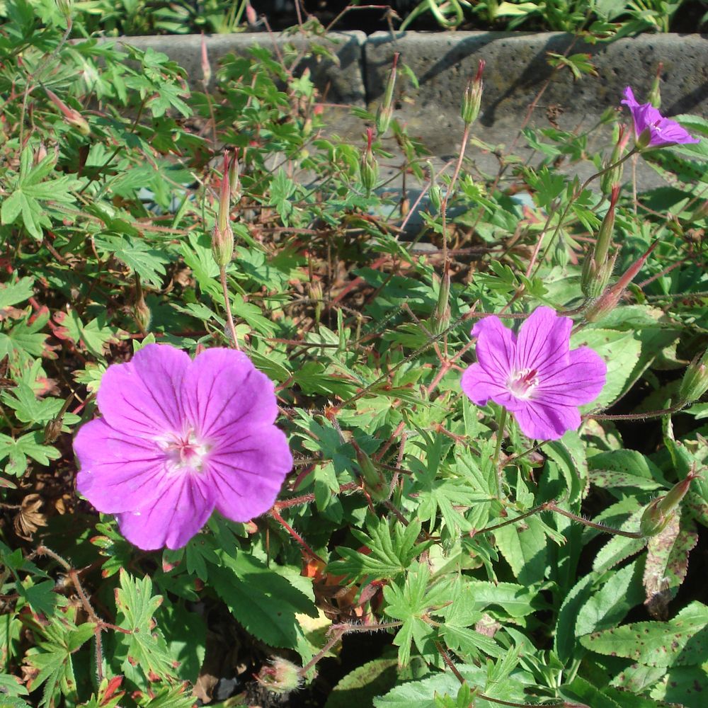 Géranium vivace sanguin 'tiny monster' pot de 2l/3l