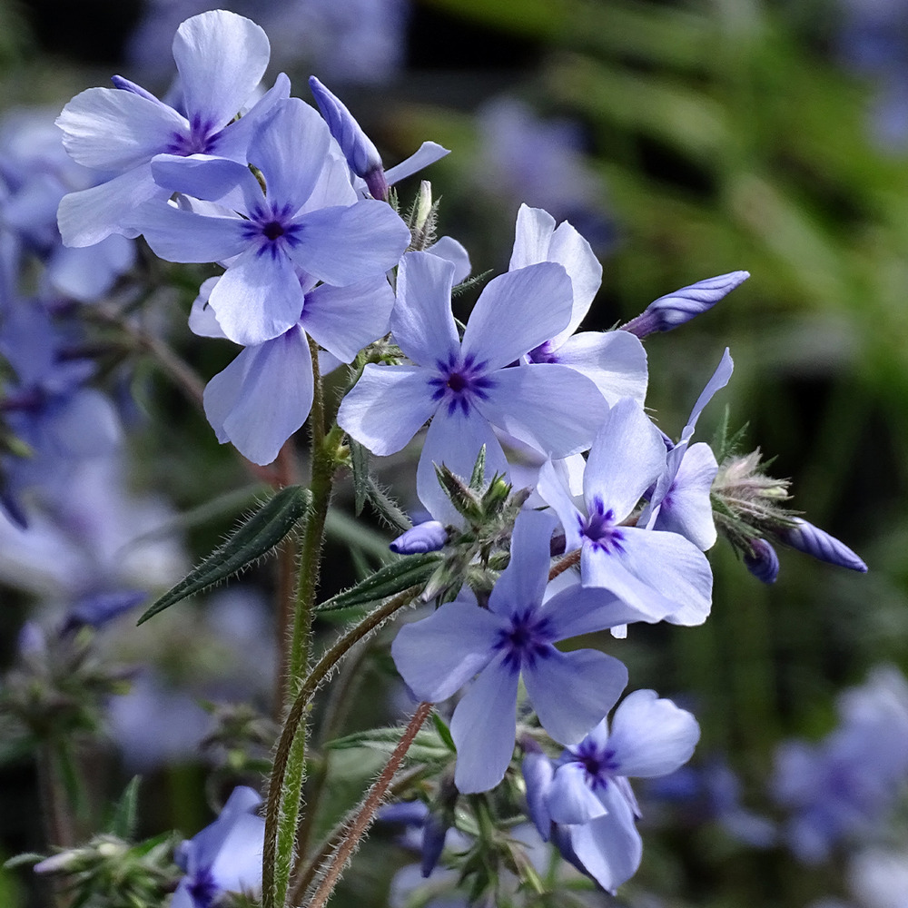 Phlox divariqué 'chattahoochee' pot de 2l/3l