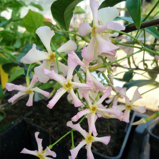 Jasmin étoilé 'pink showers' pot de 2l/3l