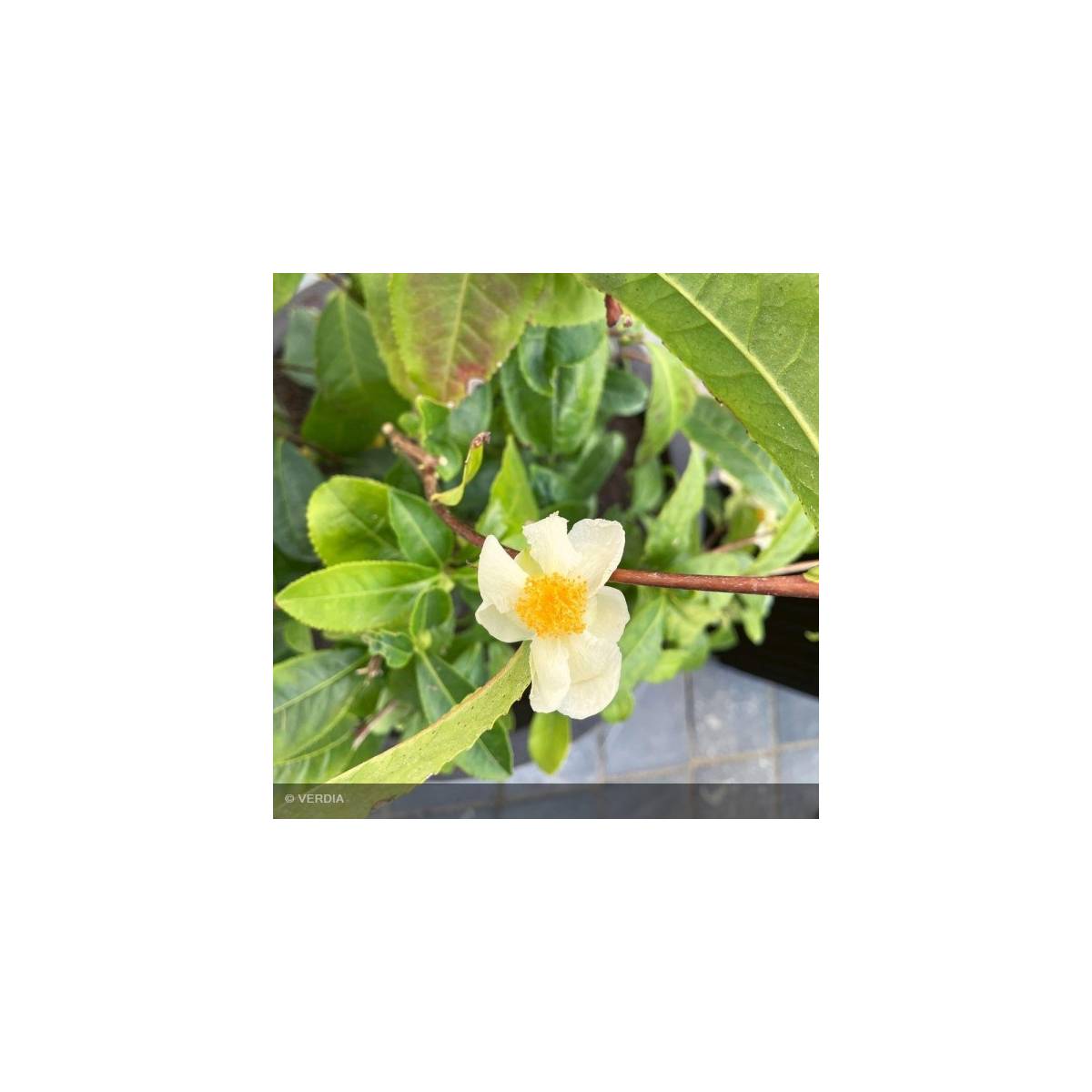 Camélia sinensis théojardin/camellia sinensis théojardin[-]pot de 2 l - 40/60 cm