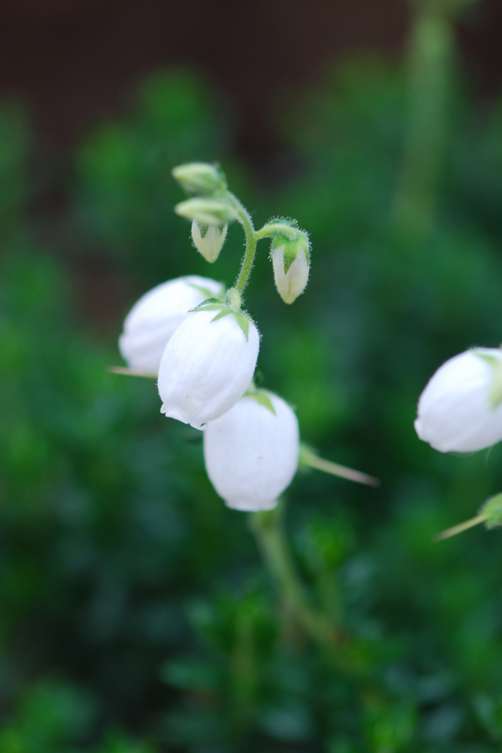 Bruyère d'irlande'ute' - en pot de 1 litre
