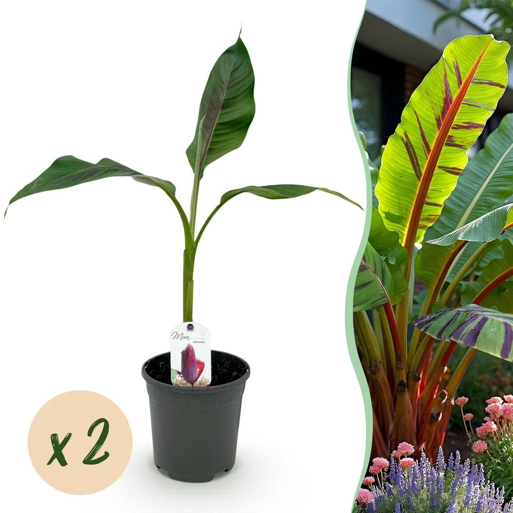 Bananier 'red tiger' - lot de 2 - pot 17 cm - hauteur 40 cm - plante d'extérieur