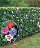 10 hibiscus de jardin - haie de 8 m linéaire, le paquet de 10 racines nues / 3 branches / hauteur livrée 30-40cm