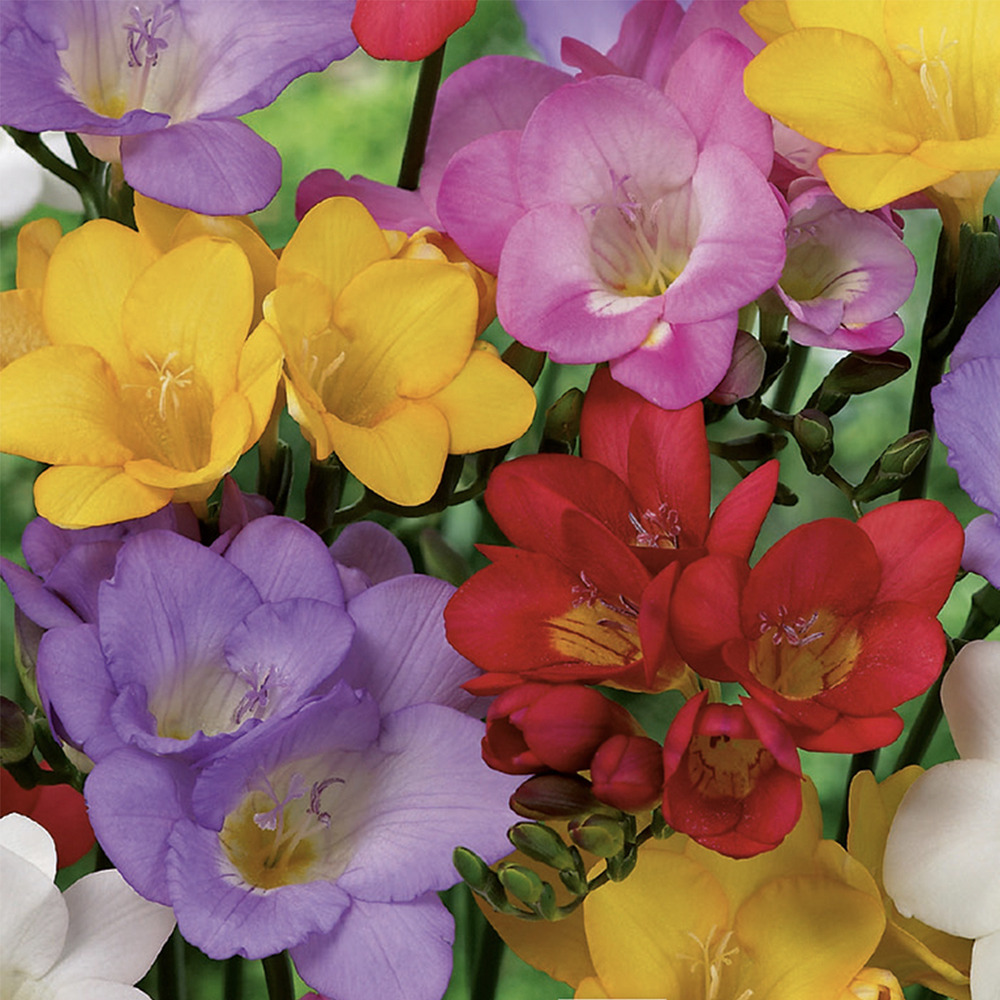 Mélange de 50 - freesia mix - mélange de couleurs - bulbes à fleurs - pousse jusqu'à 30-45 cm