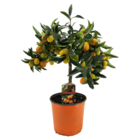 Citrus kumquat - citronnier rustique - pot 19cm - hauteur 50-60cm