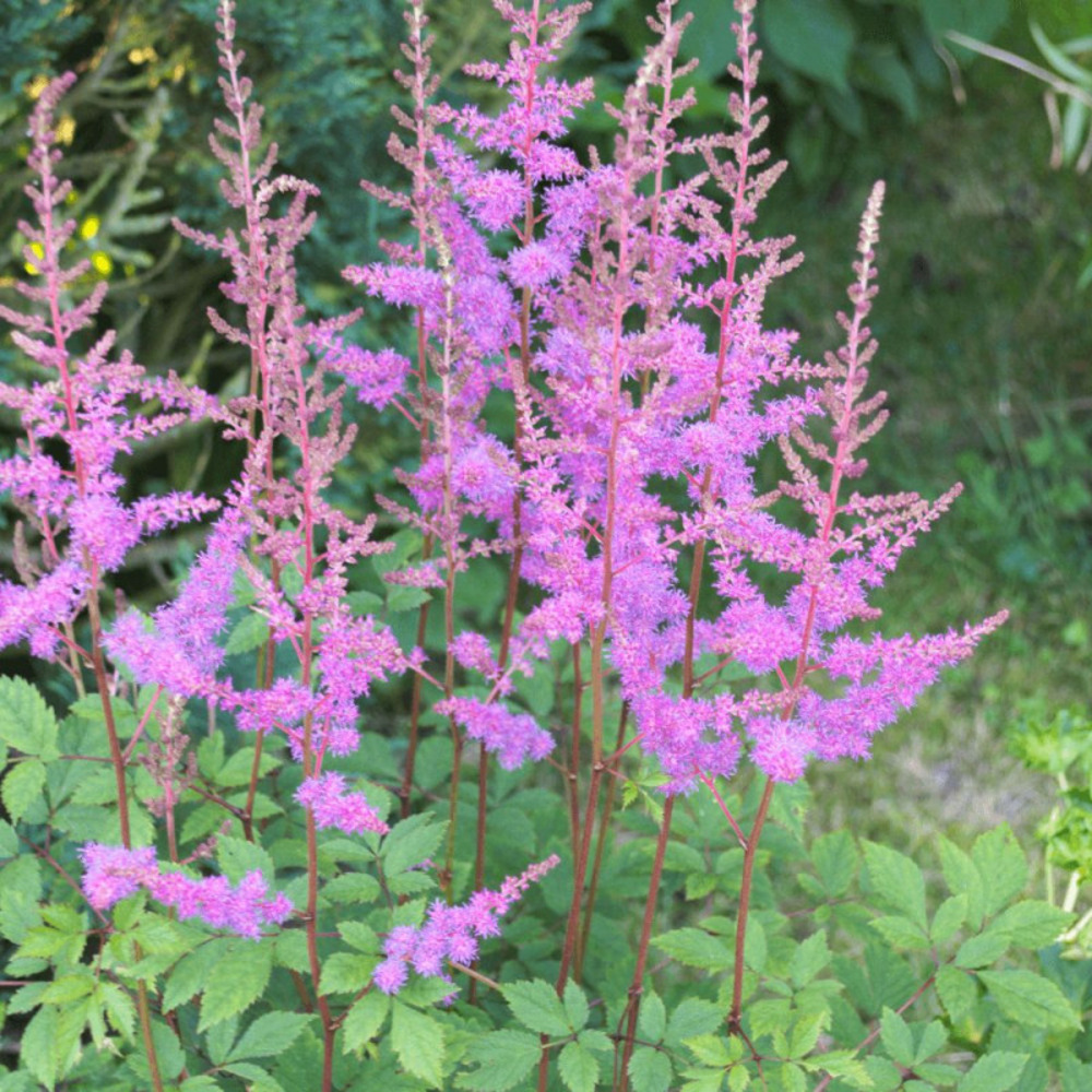 Astilbe d'arends hyazinth godet - 5/20 cm