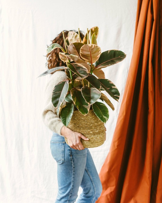 Ficus elastica belize 80cm - plante d'intérieur