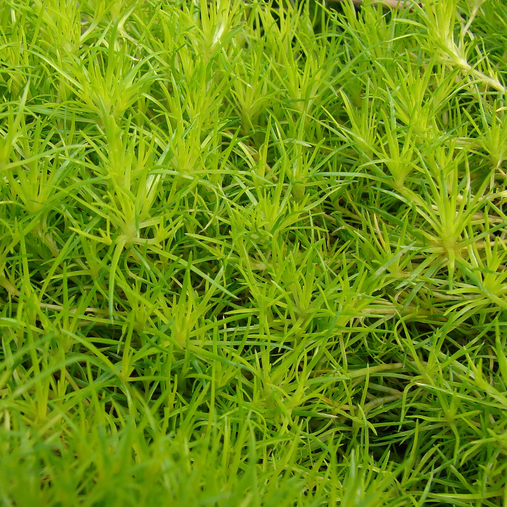 Sagine subulée 'aurea' godet de 8/9 cm