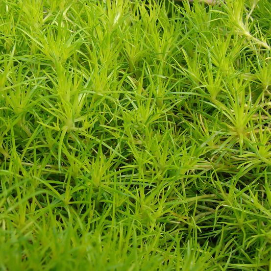 Sagine subulée 'aurea' godet de 8/9 cm