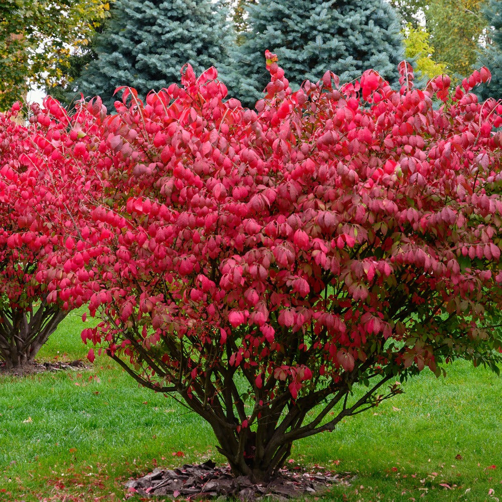 Fusain ailé - le pot / 2l / hauteur livrée 25-30cm, vendu par lot de 2