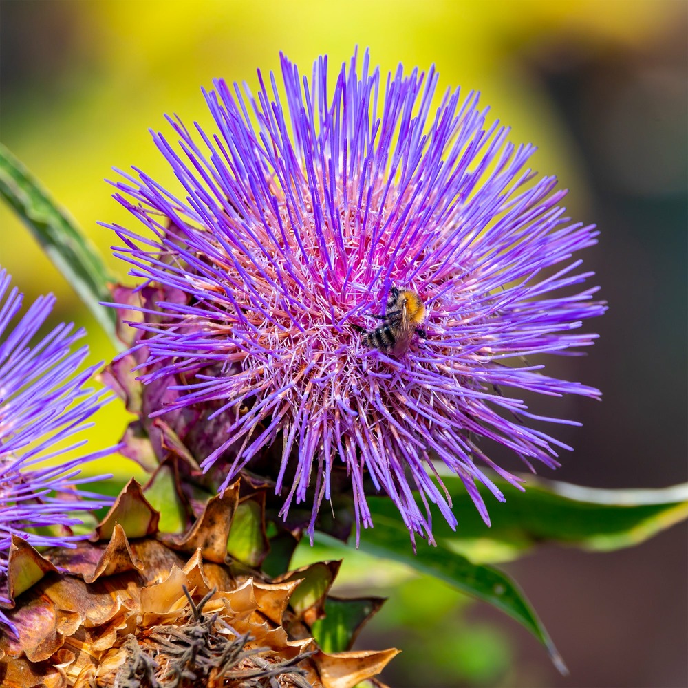 Cardon cardy - le pot / ø 9cm