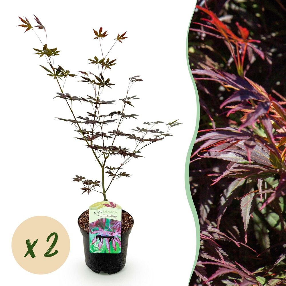Érable du japon 'trompenburg' - lot de 2 - pot 19 cm - hauteur 70 cm