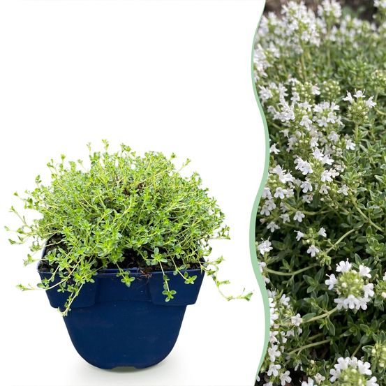 Thym 'albiflorus' - lot de 6 - pot 11 cm - hauteur 25 cm - plante d'extérieur