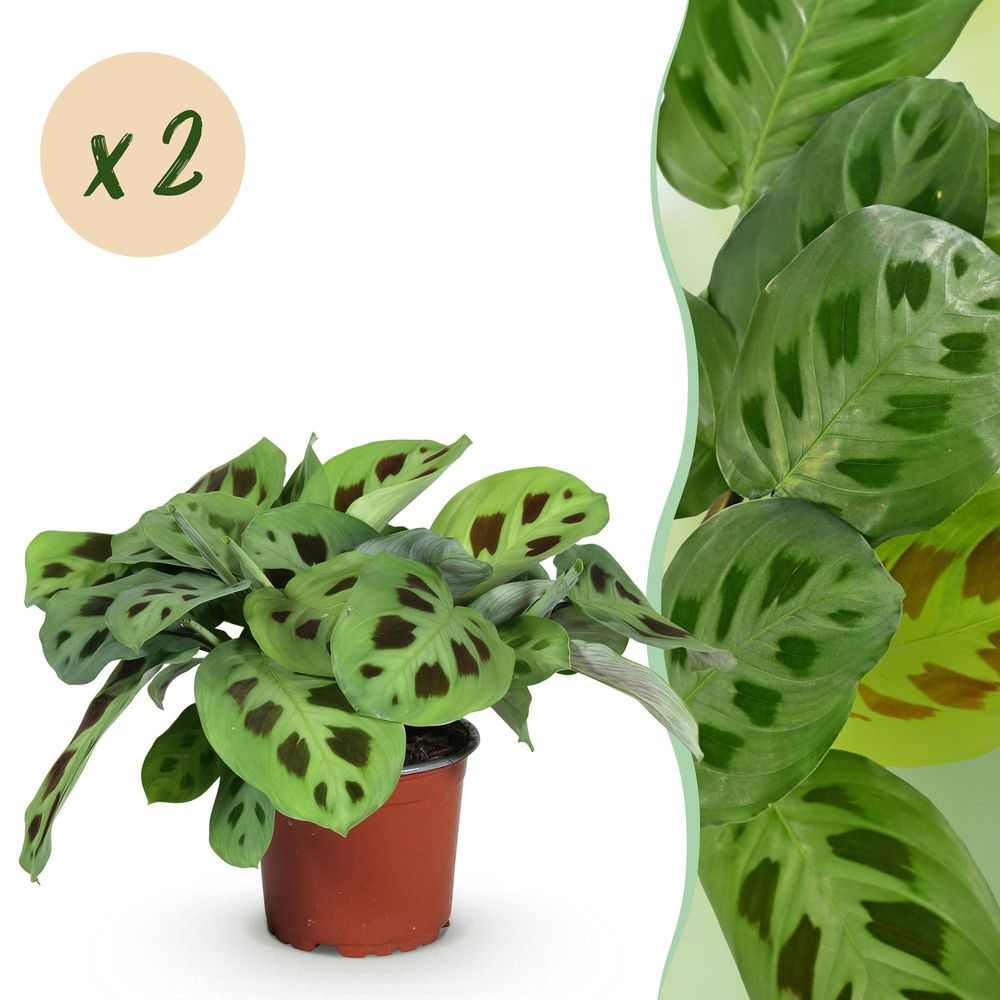 Maranta fascinator kerchoveana - plante de prière - pot de 12cm - hauteur 30-35cm - plantes d'intérieur