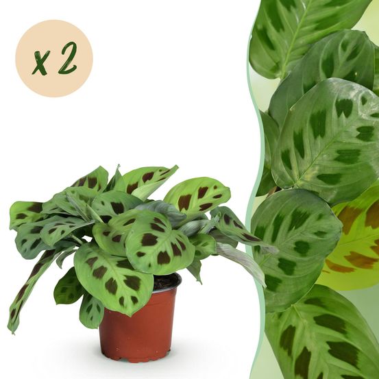 Maranta fascinator kerchoveana - plante de prière - pot de 12cm - hauteur 30-35cm - plantes d'intérieur