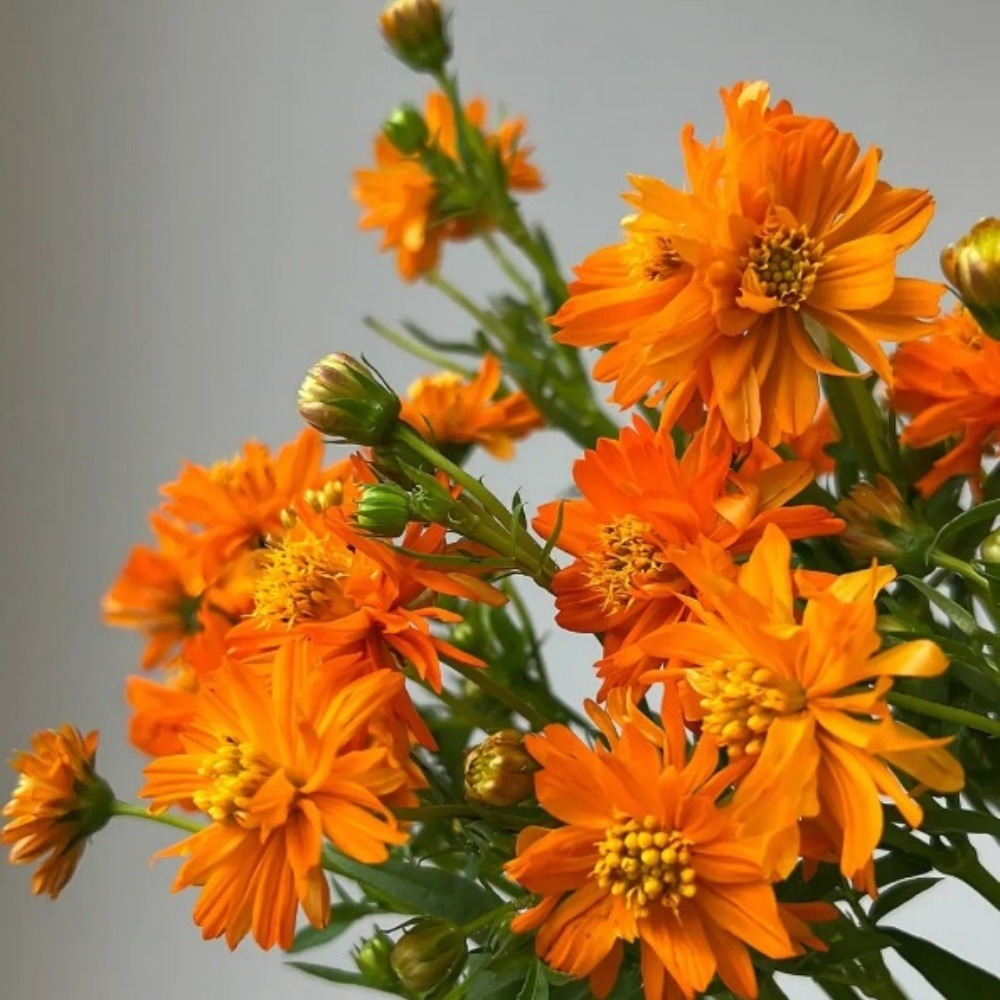 Graines de fleurs, graines de cosmos sulphureus mélangées de couleurs, environ 110 graines par paquet, 5 paquets