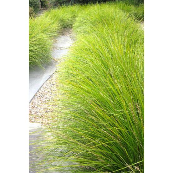 Lomandra 'tanika ?' - en pot de 3 litres