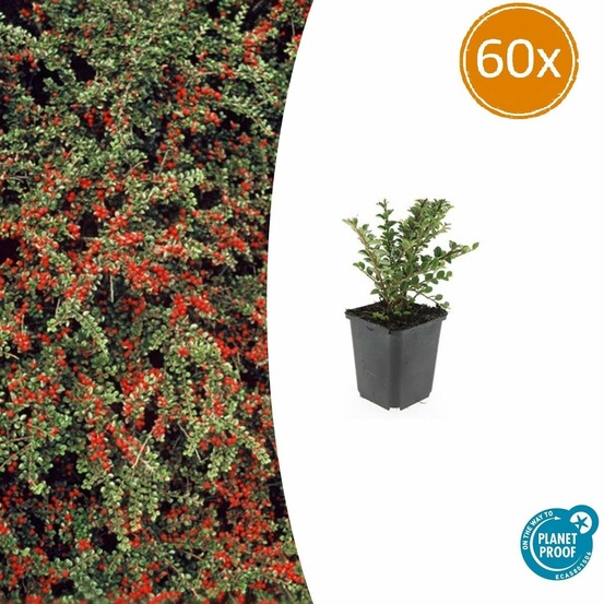 Cotonéaster horizontal x60 – entre 3,75 et 5m2