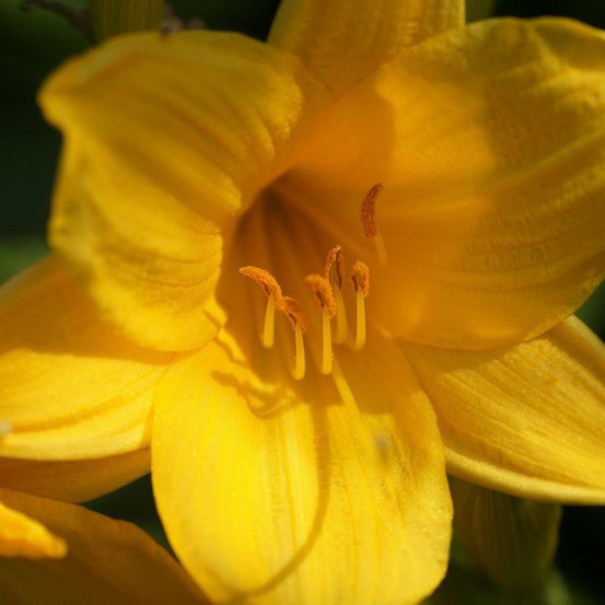 Hémérocalle by myself lot de 5 godets