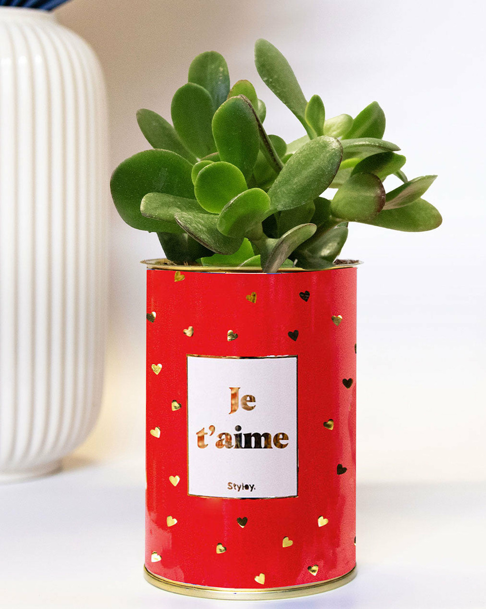 Plante drôle - je t'aime doré - cactus