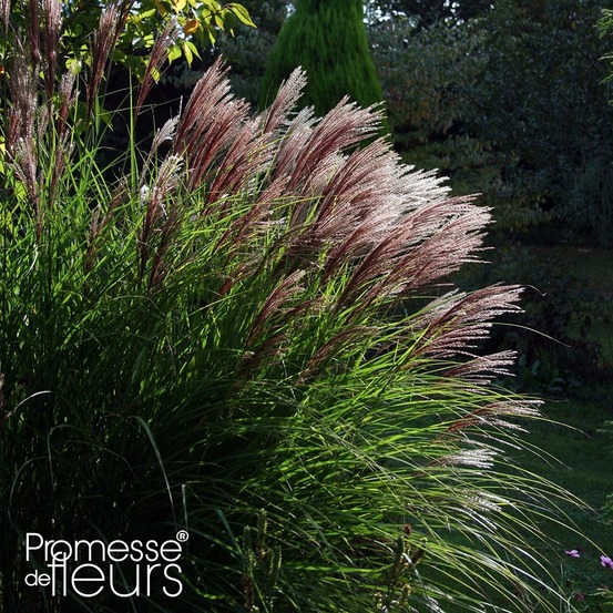 Eulalie, roseau de chine 'red chief' pot de 1,5l/2l
