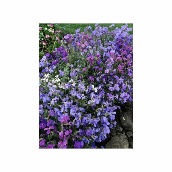 Aubriétia purpuréa hybride variée