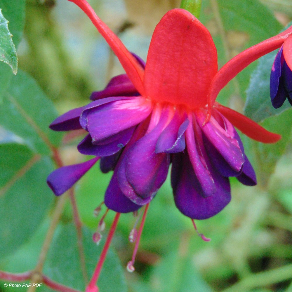 Fuchsia 'dollar princess' pot de 2l/3l