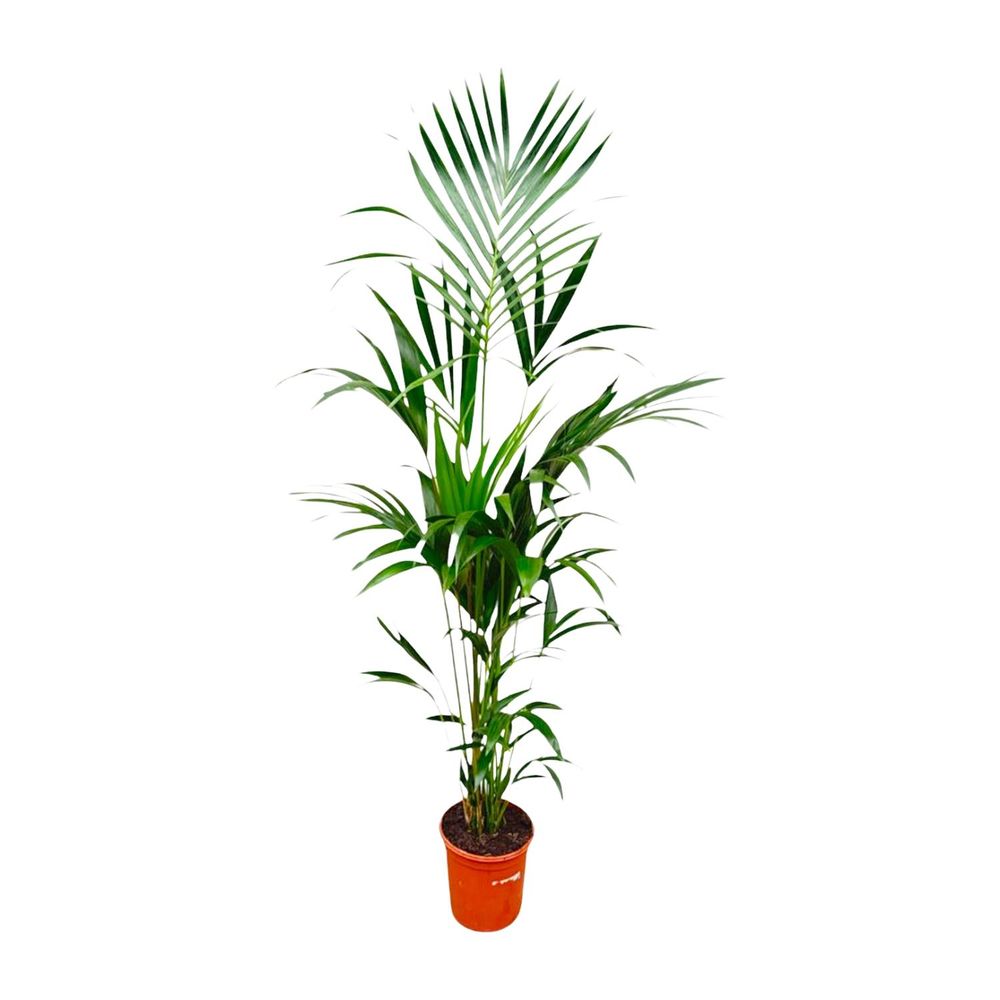 Palmier kentia - howea forsteriana - h 180 cm, pot ø25 cm - plantes d'intérieur
