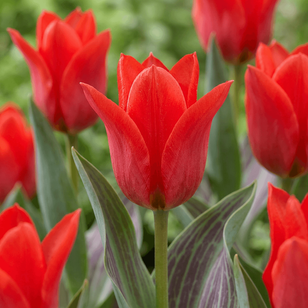 Tulipe greigii rouge (tulipa) - floraison printanière - calibre 11/12 - 60 bulbes