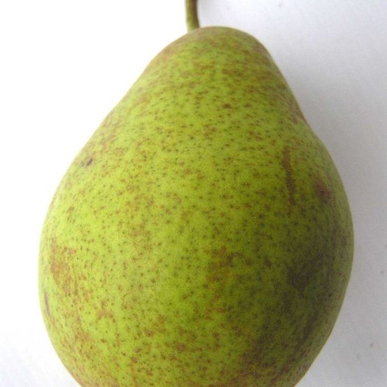 Poirier louise bonne d'avranche pot de 10l - gobelet 2 ans - 120/150 cm