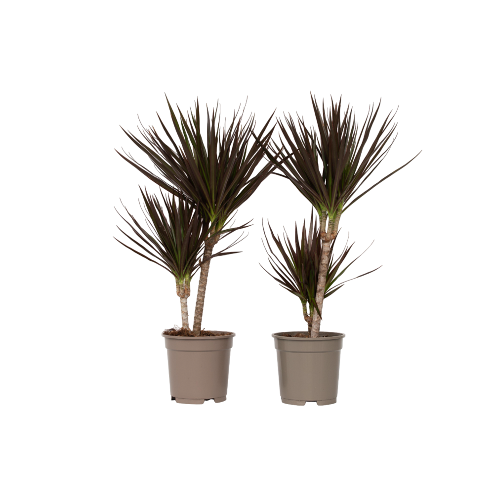 Dragonnier - set de 2 - dracaena marginata 'magenta' - hauteur 70-80cm - ⌀17cm